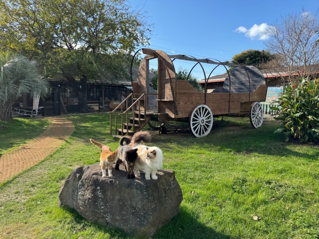 Cat Lovers’ Guide to Korea: 5 Must-Visit Cat Cafes for a Purrfect&nbsp;Day