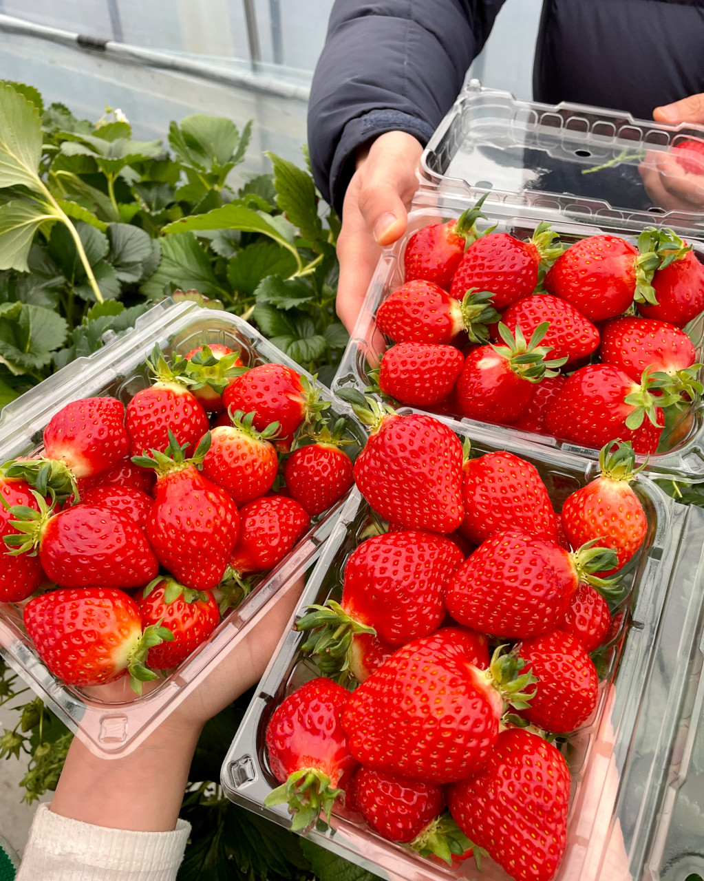 Sweetest Winter Ever!🍓 The Ultimate Korean Strawberry Picking Guide (Easy&nbsp;Booking)