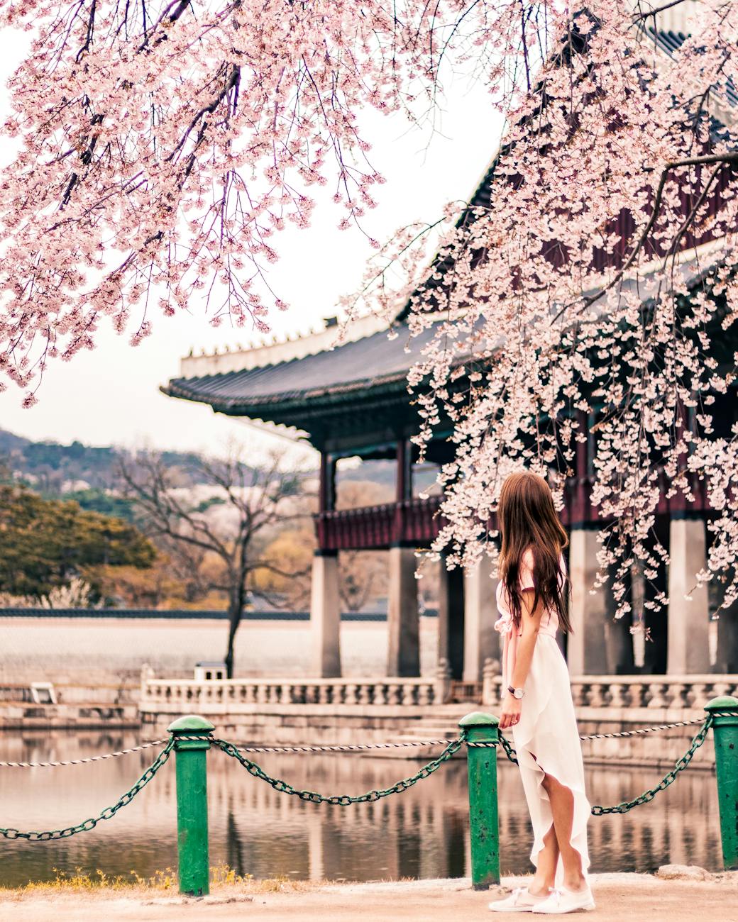 Pink Magic in Seoul 🌸: 2026 Cherry Blossom Guide & Easy Travel Tips